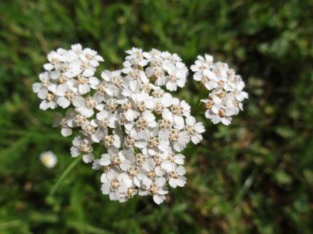 Yarrow, White Achillea millefolium